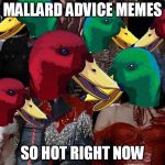 MALLARD MEMES | MALLARD ADVICE MEMES SO HOT RIGHT NOW | image tagged in mallard memes,so hot right now | made w/ Imgflip meme maker