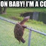 Hard shell...with a soft center | HANG ON BABY! I'M A COMING | image tagged in turtle fence escape,love,determination | made w/ Imgflip meme maker