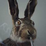 Rabbit smoking  meme
