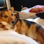 most interesting corgi