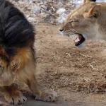 lion yelling