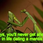 Getting ahead? | Guys, you'll never get ahead in life dating a mantis | image tagged in mantis cannibal | made w/ Imgflip meme maker