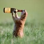 weasel