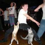 Disco Kittys meme
