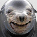 happy seal