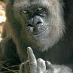 Gorilla fuck