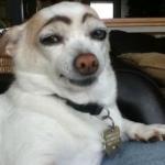 Eyebrow dog meme