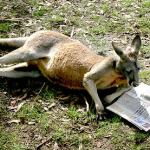Reading Kangaroo