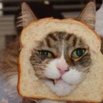 breadcat