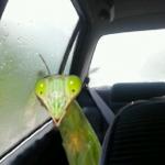 Introspective Mantis meme