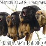 What's funnier than Republicans! | SPENT 30 MINUTES WATCHING ANIMAL PLANET THINKING IT WAS THE RNC DEBATES. | image tagged in monkeys,funny | made w/ Imgflip meme maker