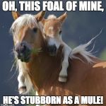 Foal Of Mine | OH, THIS FOAL OF MINE, HE'S STUBBORN AS A MULE! | image tagged in memes,foal of mine | made w/ Imgflip meme maker