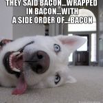 I don't know about my fellow imgflippers, buy Raydog loves his bacon. | THEY SAID BACON...WRAPPED IN BACON...WITH A SIDE ORDER OF....BACON | image tagged in goofy dog,funny dog,bacon,funny,animals,food | made w/ Imgflip meme maker
