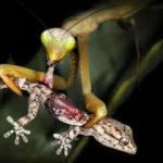 Mantis Eating Lizard