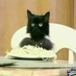 spaghetti cat