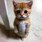 Cute kitty begging