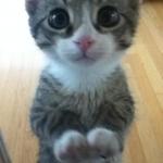 Cute kitty begging 2 meme