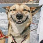 Happy Dog meme