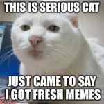 Serious Cat Times | THIS IS SERIOUS CAT JUST CAME TO SAY I GOT FRESH MEMES | image tagged in serious cat times | made w/ Imgflip meme maker