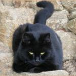 Fat black cat