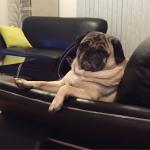 Most interesting pug in the world