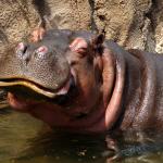 Hippo happy meme