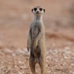 Meerkat meme