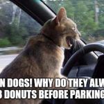 Unhelpful Cat | DAMN DOGS! WHY DO THEY ALWAYS DO 3 DONUTS BEFORE PARKING??!! | image tagged in unhelpful cat | made w/ Imgflip meme maker