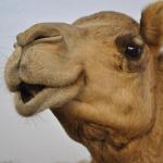 Truth Camel