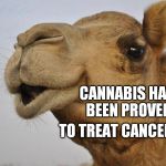 Truth Camel | CANNABIS HAS BEEN PROVEN TO TREAT CANCERS | image tagged in truth camel | made w/ Imgflip meme maker