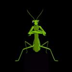 Preying Mantis
