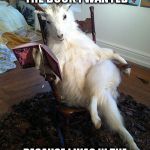 reading goat | COULDN'T FIND THE BOOK I WANTED BECAUSE I WAS IN THE WONG FOOK HING BOOKSTORE | image tagged in reading goat | made w/ Imgflip meme maker