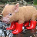 Little piggy in red boots