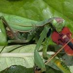 mantis with violin