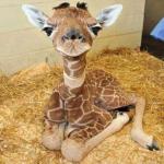 Freeman Giraffe