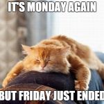Monday Cat | IT'S MONDAY AGAIN BUT FRIDAY JUST ENDED | image tagged in monday cat | made w/ Imgflip meme maker
