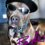 Gangsta Dog Autograph