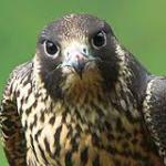 Annoyed Falcon