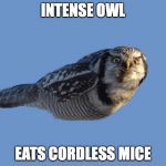 Intense Owl | INTENSE OWL EATS CORDLESS MICE | image tagged in intense owl | made w/ Imgflip meme maker