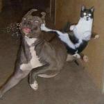 Cat Kicking Dog