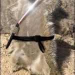 ninja meerkat | RELEASE THE MEERKAT | image tagged in ninja meerkat | made w/ Imgflip meme maker