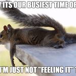 its rainy, its wednesday, i just want a good movie and a blanket | I KNOW ITS OUR BUSIEST TIME OF YEAR... ...BUT I'M JUST NOT "FEELING IT" TODAY | image tagged in squirrel | made w/ Imgflip meme maker