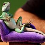 Chillin lizard