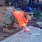 Construction dog meme