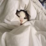 Bedcat | GET INTO BED... SHEETS STILL COLD | image tagged in bedcat | made w/ Imgflip meme maker
