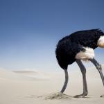 Ostrich head in sand meme
