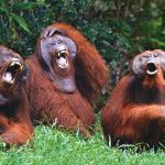Laughing Orangutans meme