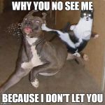 Ninja Cat | WHY YOU NO SEE ME BECAUSE I DON'T LET YOU | image tagged in ninja cat | made w/ Imgflip meme maker