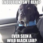 black lab wide eyed dog | EVOLUTION ISN'T REAL? EVER SEEN A WILD BLACK LAB? | image tagged in black lab wide eyed dog | made w/ Imgflip meme maker