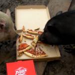 Pizza pigs